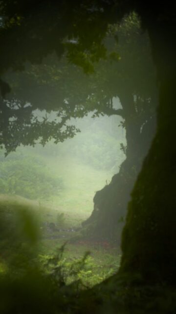 Zwischen Levadas und Lorbeerwald erwacht die Insel zu neuem Leben.
#blumeninsel #frühlingaufmadeira #levadawandern #naturerleben