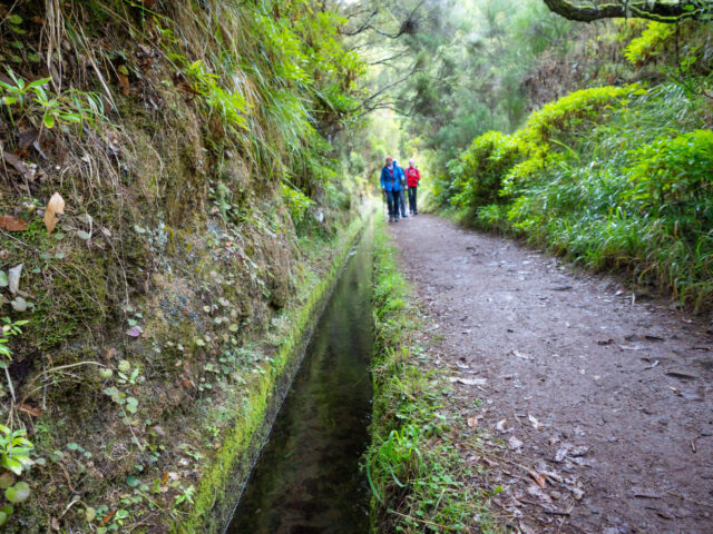 Entlang der Levadas erwacht die Insel zu neuem Leben – Schritt für Schritt.
#levadawandern #naturerleben