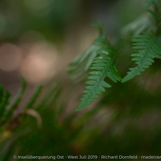 Inselüberquerung Madeira. In 9 Tagen einmal der Länge nach über die Gipfel und Wälder der Atlantikinsel. 
#inselüberquerung #transmadeira #weitwandern #camillo #camillovondornfeld #madeirawandern #wandernmitchrista #quintadosartistas #weltweitwandern #wandernwirktwunder #wandern #madeira #madeiraisland #insel #wandernmithund #wheatenterrier #softcoatedwheatenterrier