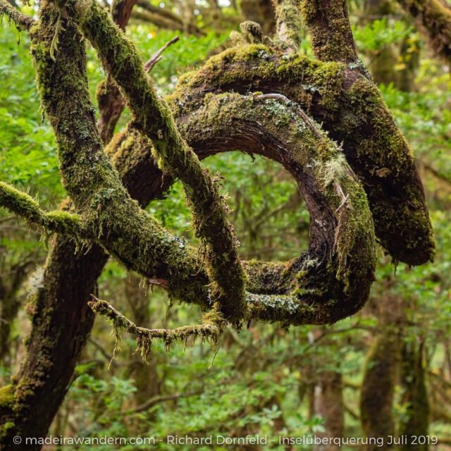 Zauberwald. Zauberhaft.
#zauberhaft