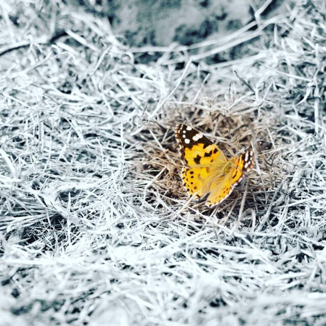 Monarch Falter am Ostkap
#weitwandern #camillo #camillovondornfeld #madeirawandern #wandernmitchrista #quintadosartistas #weltweitwandern #wandernwirktwunder #wandern #madeira #madeiraisland #insel #wandernmithund #wheatenterrier #softcoatedwheatenterrier